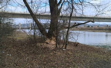 FOTO: Bobor sa vo veľkom rozhryzuje v Trenčíne, škody pri Váhu vyvolali diskusie