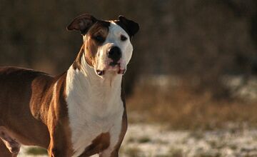 FOTO: V Dubnici nad Váhom pohrýzol pes v parku svojho majiteľa kvôli nezodpovednej psíčkarke