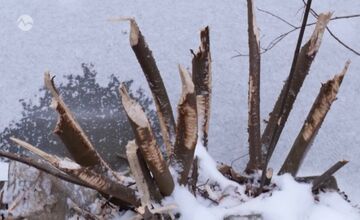 FOTO: V kúpeľnom parku v Trenčianskych Tepliciach sa objavil bobor