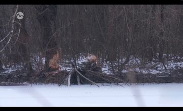 FOTO: V kúpeľnom parku v Trenčianskych Tepliciach sa objavil bobor