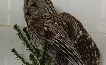 FOTO: Hasiči z Nitrianskeho Pravna zachránili sovu uviaznutú v komíne