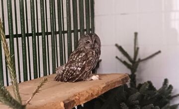 FOTO: Hasiči z Nitrianskeho Pravna zachránili sovu uviaznutú v komíne