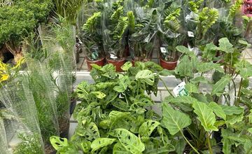 FOTO: Po veľkom úspechu sa do Trenčína vracia Festival rastlín