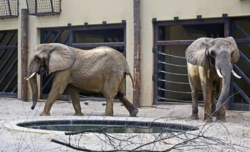 FOTO: ZOO Bojnice hľadá ošetrovateľa slonov