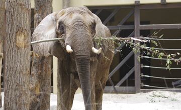 FOTO: ZOO Bojnice hľadá ošetrovateľa slonov