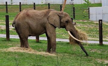 FOTO: ZOO Bojnice hľadá ošetrovateľa slonov