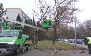FOTO: V Prievidzi začali riešiť problém s invazívnou rastlinou 