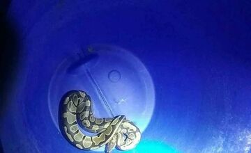 FOTO: Hasiči v Trenčianskom kraji riešili kuriózne prípady aj dramatické nehody