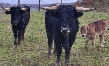 FOTO: V Bošácej otvoria nový archeopark