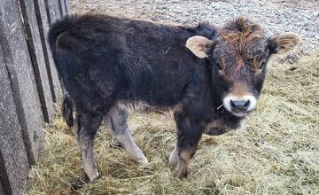FOTO: V Bošácej otvoria nový archeopark