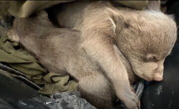 FOTO: Zoo Bojnice prijala tri siroty medveďa hnedého 