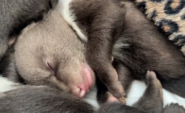 FOTO: Starostlivosť o medvieďaťa je finančne náročná 