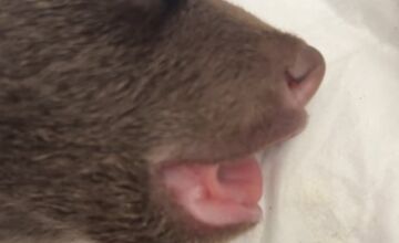 FOTO: Starostlivosť o medvieďaťa je finančne náročná 