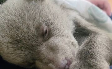 FOTO: Jedna z malých medvedíc prvýkrát otvorila oči