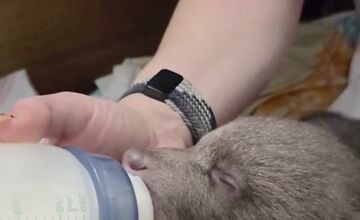 FOTO: Jedna z malých medvedíc prvýkrát otvorila oči