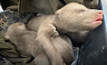 FOTO: Jedna z malých medvedíc prvýkrát otvorila oči