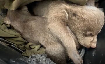 FOTO: Jedna z malých medvedíc prvýkrát otvorila oči