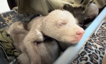 FOTO: Jedna z malých medvedíc prvýkrát otvorila oči