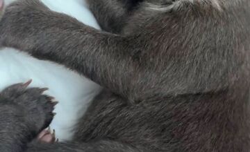 FOTO: Prievidzský obchodník milým gestom poďakoval za záchranu malých medvieďat