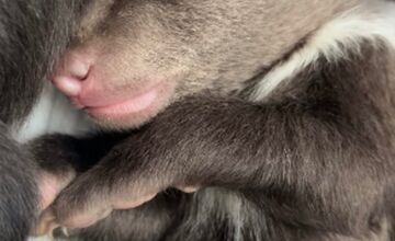 FOTO: Prievidzský obchodník milým gestom poďakoval za záchranu malých medvieďat