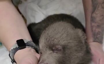 FOTO: Prievidzský obchodník milým gestom poďakoval za záchranu malých medvieďat