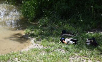 FOTO: Trenčiansky luh