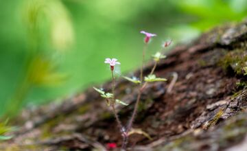 FOTO: Trenčiansky luh
