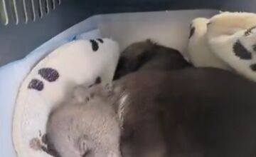 FOTO: Medvedie siroty z Hrboltovej absolvovali prvý röntgen. Veterinári si vydýchli