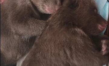 FOTO: Dve samičky medveďa, o ktoré sa starajú v Bojniciach prospievajú 