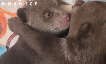 FOTO: Dve samičky medveďa, o ktoré sa starajú v Bojniciach prospievajú 