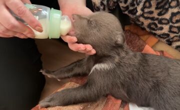 FOTO: Dve samičky medveďa, o ktoré sa starajú v Bojniciach prospievajú 