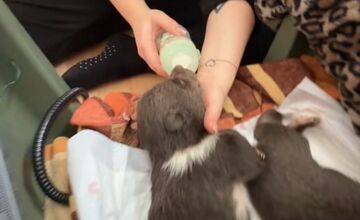 FOTO: Dve samičky medveďa, o ktoré sa starajú v Bojniciach prospievajú 