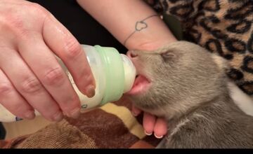 FOTO: Dve samičky medveďa, o ktoré sa starajú v Bojniciach prospievajú 