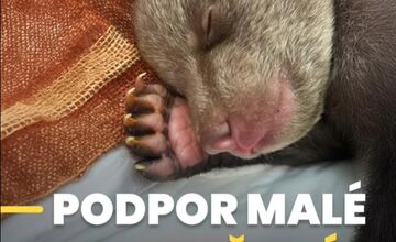 FOTO: Dve samičky medveďa, o ktoré sa starajú v Bojniciach prospievajú 