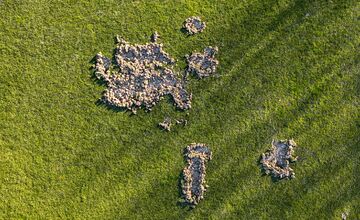 FOTO: Nové Mesto nad Váhom rieši problém s diviakmi