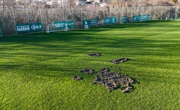 FOTO: Nové Mesto nad Váhom rieši problém s diviakmi