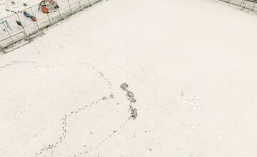 FOTO: Nové Mesto nad Váhom rieši problém s diviakmi