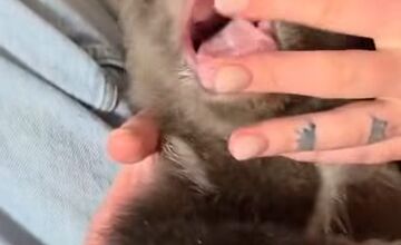 FOTO: Medvieďatá už otvorili oči a dokonca im vyrástli prvé zuby 