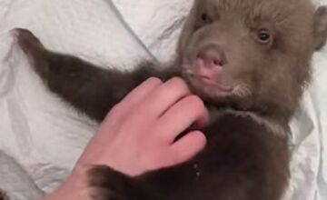 FOTO: Medvieďatá už otvorili oči a dokonca im vyrástli prvé zuby 