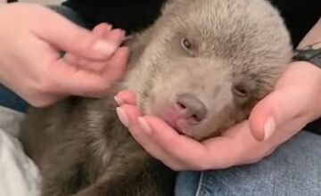 FOTO: Medvieďatá už otvorili oči a dokonca im vyrástli prvé zuby 