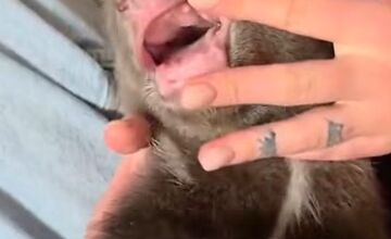 FOTO: Medvieďatá už otvorili oči a dokonca im vyrástli prvé zuby 