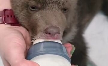 FOTO: Medvieďatá už otvorili oči a dokonca im vyrástli prvé zuby 