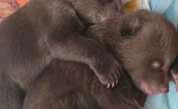 FOTO: Medvieďatá už otvorili oči a dokonca im vyrástli prvé zuby 