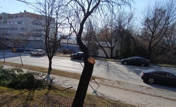FOTO: Obyvatelia aj firmy nelegálne poškodili verejnú zeleň, prípadmi sa zaoberá enviropolícia 