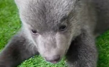 FOTO: Medvedice robia pokroky, učia sa chodiť, rastú im zuby a vyžadujú stále viac aktivít 