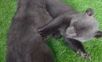 FOTO: Medvedice robia pokroky, učia sa chodiť, rastú im zuby a vyžadujú stále viac aktivít 
