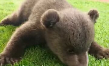 FOTO: Medvedice robia pokroky, učia sa chodiť, rastú im zuby a vyžadujú stále viac aktivít 