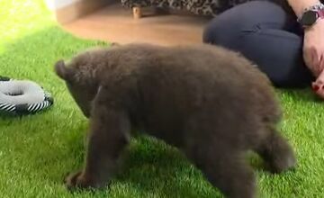 FOTO: Medvedice robia pokroky, učia sa chodiť, rastú im zuby a vyžadujú stále viac aktivít 