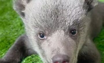 FOTO: Medvedice robia pokroky, učia sa chodiť, rastú im zuby a vyžadujú stále viac aktivít 
