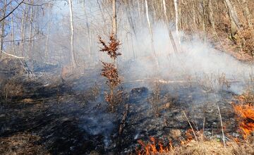 FOTO: Požiar lesa pri Dolnej Maríkovej zamestnal desiatky hasičov